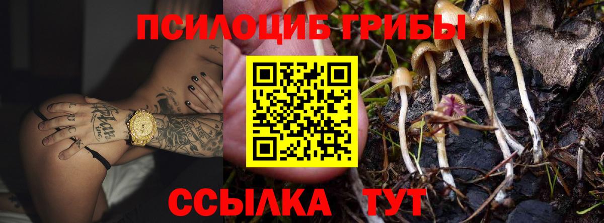 Псилоцибиновые грибы Psilocybe Отрадный